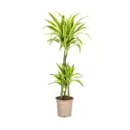 Dracaena deremensis Lemon Lime u00d821 cm, 90u2013110 cm | Indoor Plant