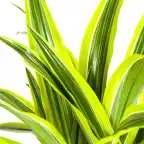 Dracaena deremensis Lemon Lime u00d821 cm, 90u2013110 cm | Indoor Plant