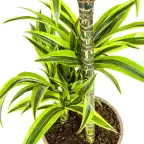 Dracaena deremensis Lemon Lime u00d821 cm, 90u2013110 cm | Indoor Plant
