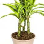 Dracaena deremensis Lemon Lime u00d821 cm, 90u2013110 cm | Indoor Plant