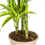 Dracaena deremensis Lemon Lime u00d821 cm, 90u2013110 cm | Indoor Plant