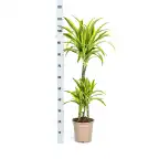Dracaena deremensis Lemon Lime u00d821 cm, 90u2013110 cm | Indoor Plant