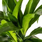 Dracaena deremensis 'Lisa' Pot u00d819 cm, 70u201390 cm