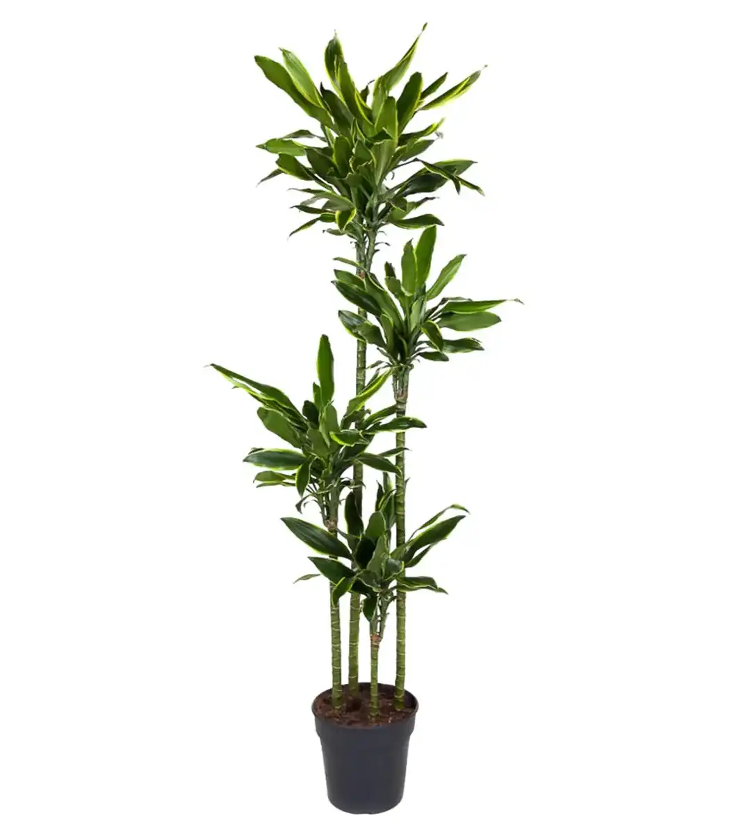 Dracaena fragrans 'Golden Coast' 170 cm u2013 Pot u00d827