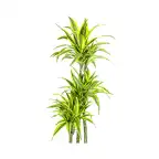 Dracaena fragrans 'Lemon Lime' u00d827 cm u2013 170-190 cm houseplant