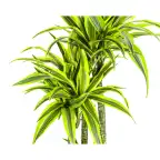 Dracaena fragrans 'Lemon Lime' u00d827 cm u2013 170-190 cm houseplant