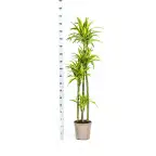 Dracaena fragrans 'Lemon Lime' u00d827 cm u2013 170-190 cm houseplant