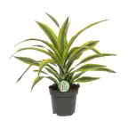 Dracaena fragrans 'Lemon Lime' u2013 indoor plant u00d817 cm, 40 cm