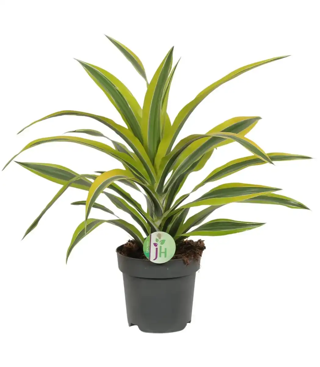 Dracaena fragrans 'Lemon Lime' u2013 indoor plant u00d817 cm, 40 cm