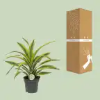Dracaena fragrans 'Lemon Lime' u2013 indoor plant u00d817 cm, 40 cm