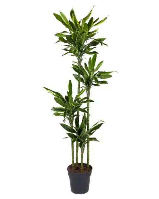 Dracaena fragrans 'Golden Coast' 170 cm u2013 Pot u00d827