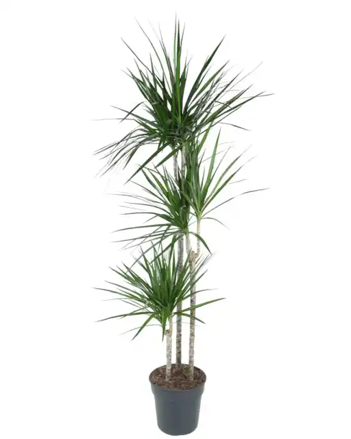 Dracaena Marginata (Dracaena marginata) 160 cm, pot 24 cm