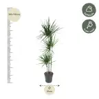 Dracaena Marginata (Dracaena marginata) 160 cm, pot 24 cm