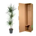 Dracaena Marginata (Dracaena marginata) 160 cm, pot 24 cm