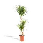 Dracaena marginata Dragon Tree u00d821cm u2195110cm with nursery pot