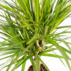 Dracaena marginata Dragon Tree u00d821cm u2195110cm with nursery pot
