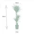 Dracaena marginata Dragon Tree u00d821cm u2195110cm with nursery pot