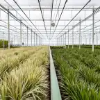 Dracaena marginata Dragon Tree u00d821cm u2195110cm with nursery pot