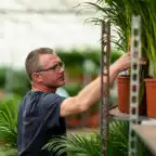 Dracaena marginata Dragon Tree u00d821cm u2195110cm with nursery pot