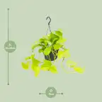 Epipremnum Golden Pothos (Scindapsus) u2013 Pot u00d815 cm, 25 cm