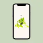 Epipremnum Golden Pothos (Scindapsus) u2013 Pot u00d815 cm, 25 cm