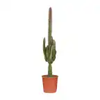 Euphorbia trigona Rubra u2013 Pot u00d817 cm, 70 cm, Red