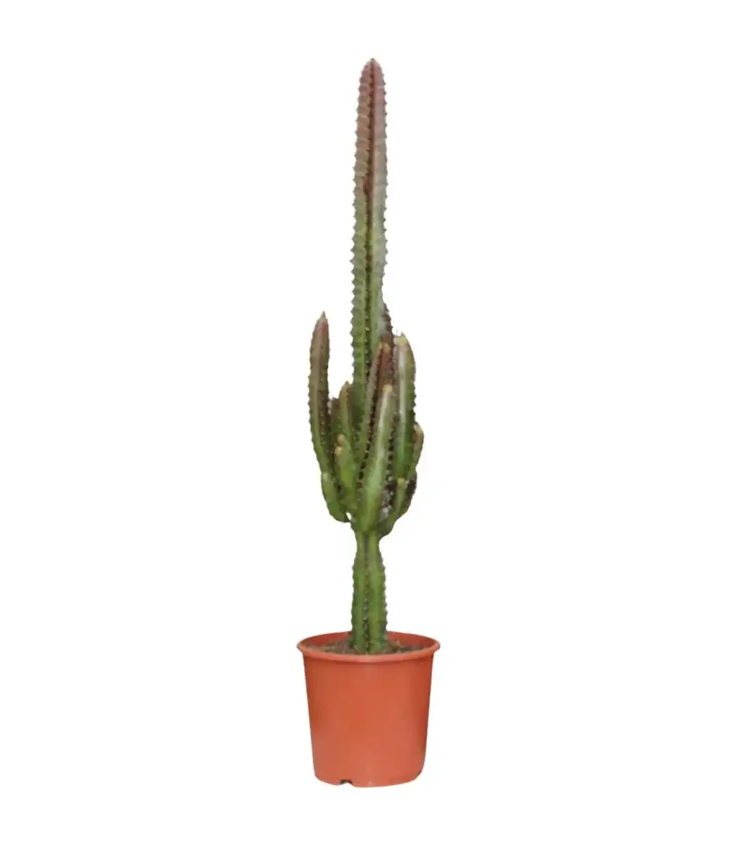 Euphorbia trigona Rubra u2013 Pot u00d817 cm, 70 cm, Red
