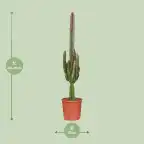 Euphorbia trigona Rubra u2013 Pot u00d817 cm, 70 cm, Red