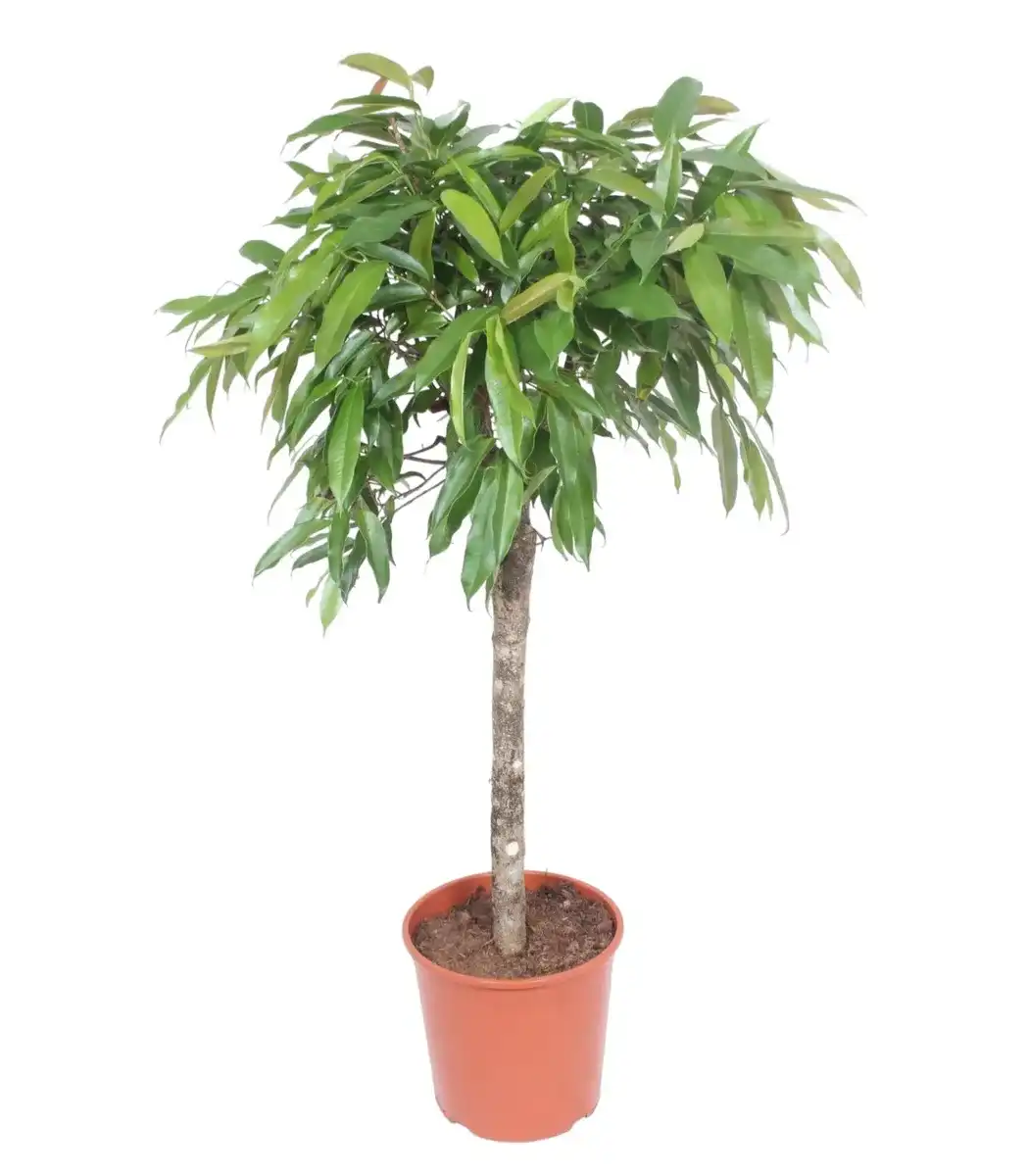 Ficus Alii 'Amstel King' 130 cm | Indoor Plant, Pot u00d830 cm