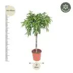 Ficus Alii 'Amstel King' 130 cm | Indoor Plant, Pot u00d830 cm