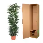Ficus Alii King 150 cm, pot 29 cm, columnar form