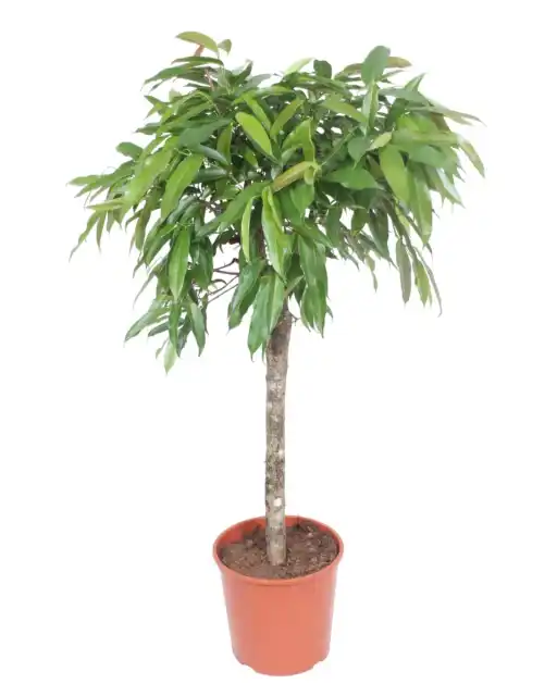 Ficus Alii 'Amstel King' 130 cm | Indoor Plant, Pot u00d830 cm