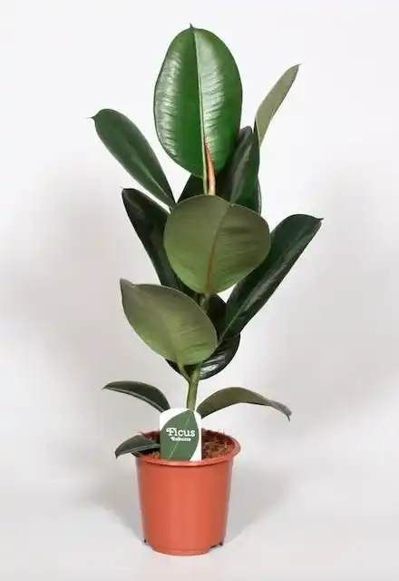 Ficus elastica 'Robusta' | Rubber Plant u00d817 cm, 65 cm