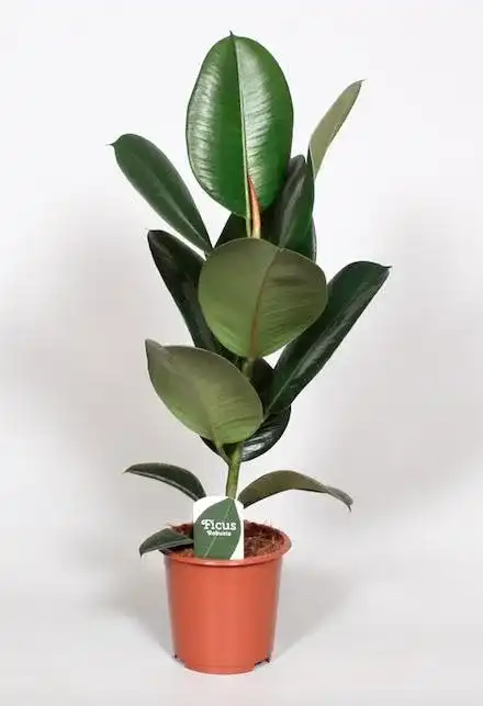 Ficus elastica 'Robusta' | Rubber Plant u00d817 cm, 65 cm