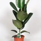 Ficus elastica 'Robusta' | Rubber Plant u00d817 cm, 65 cm