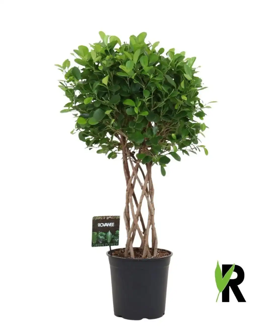 Ficus microcarpa Moclame braided column, 120 cm