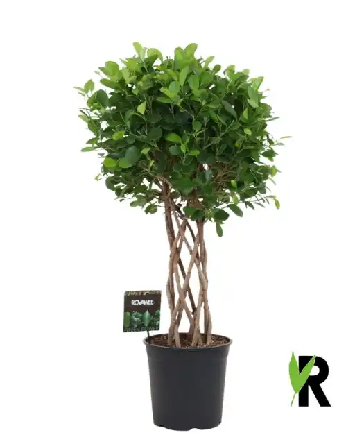 Ficus microcarpa Moclame braided column, 120 cm