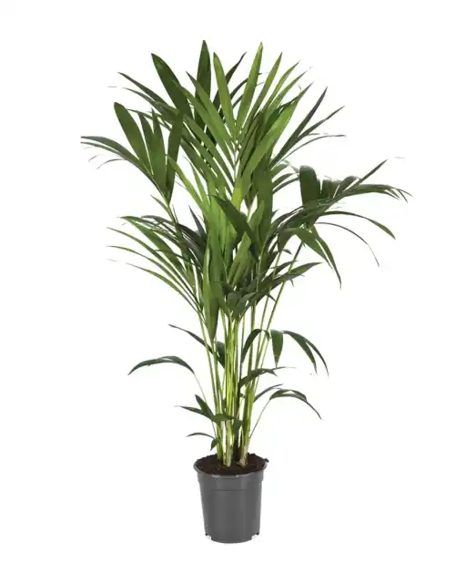 Kentia Palm (Howea forsteriana) Pot u00d821 cm, 120 cm Indoor Plant