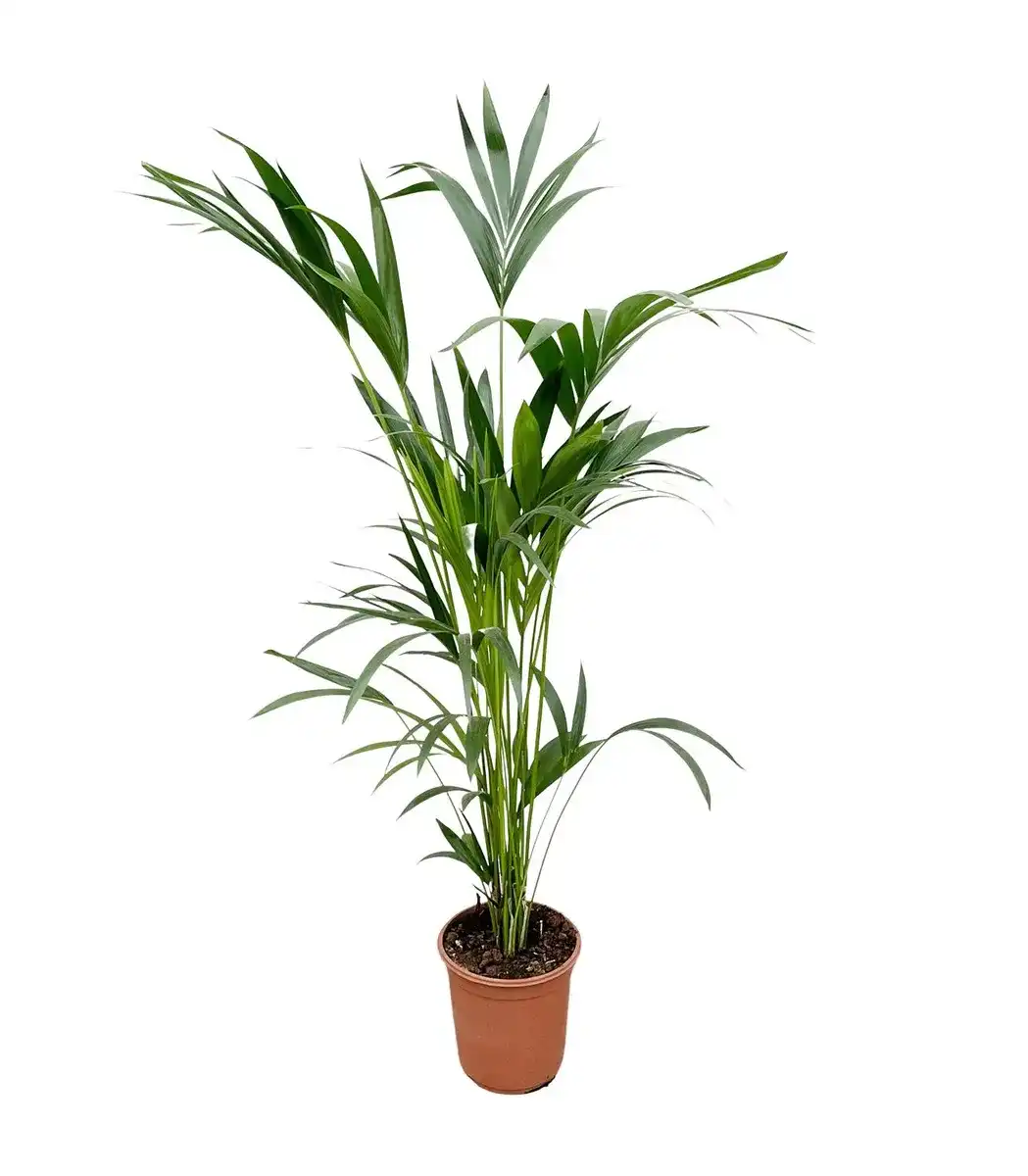Kentia Palm (Howea forsteriana) 160 cm, pot u00d824 cm