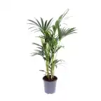 Kentia Palm (Howea forsteriana) Pot u00d821 cm, 120 cm Indoor Plant