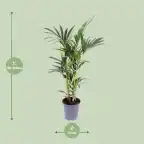 Kentia Palm (Howea forsteriana) Pot u00d821 cm, 120 cm Indoor Plant