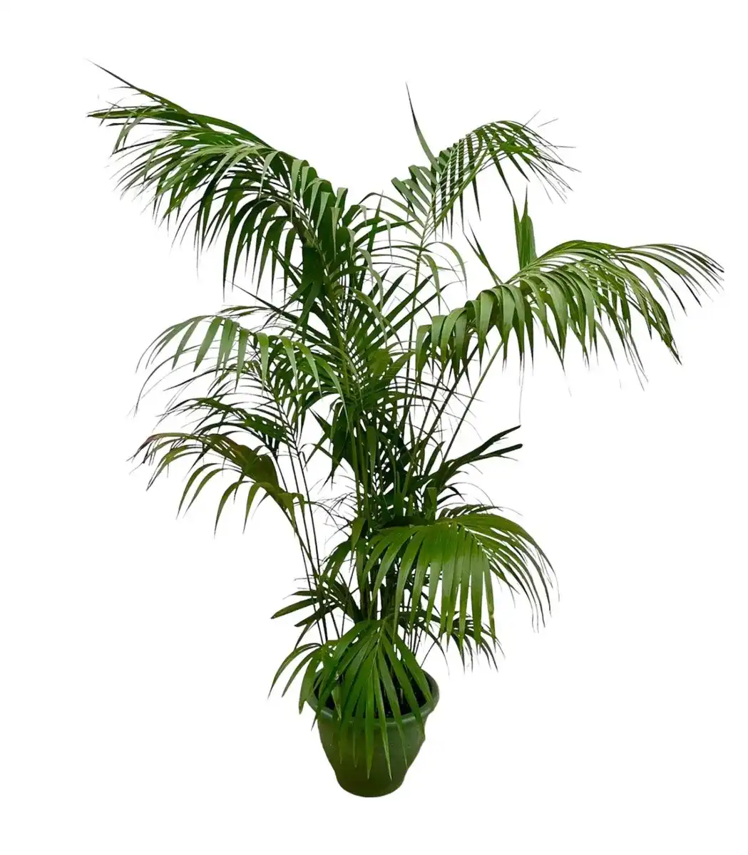 Kentia Palm XXL 260 cm u2013 Howea forsteriana, pot u00d832-40 cm