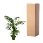 Kentia Palm XXL 260 cm u2013 Howea forsteriana, pot u00d832-40 cm