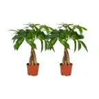 Pachira aquatica braided trunk, 2 plants, pot u00d812 cm, 35 cm