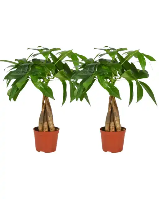 Pachira aquatica braided trunk, 2 plants, pot u00d812 cm, 35 cm