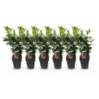 Prunus laurocerasus 'Etna' Hedge Plant, 6 Pack, 50 cm
