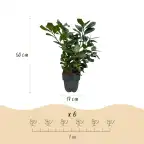 Prunus laurocerasus 'Etna' Hedge Plant, 6 Pack, 50 cm