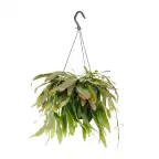 Rhipsalis Red Coral | Trailing Houseplant u00d817 cm, 25 cm Tall