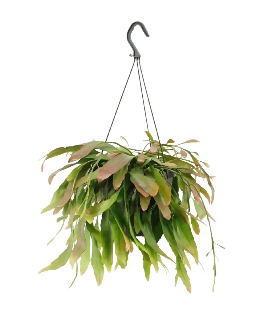 Rhipsalis Red Coral | Trailing Houseplant u00d817 cm, 25 cm Tall