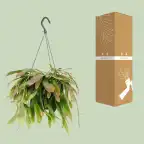 Rhipsalis Red Coral | Trailing Houseplant u00d817 cm, 25 cm Tall